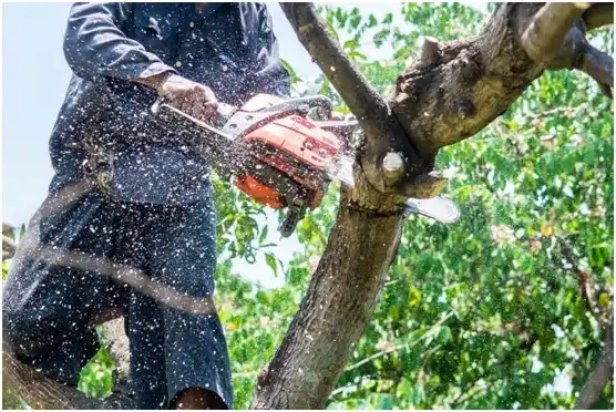 tree services Gopher Flats